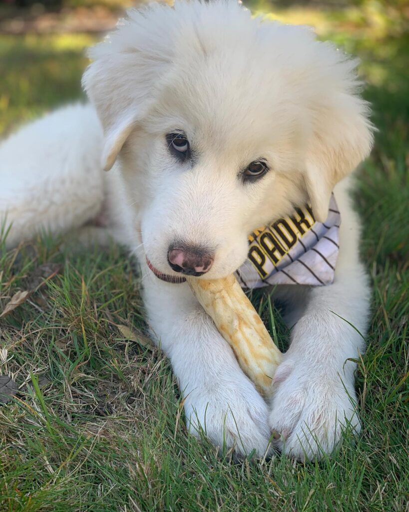 Charlie | 11 weeks | Male