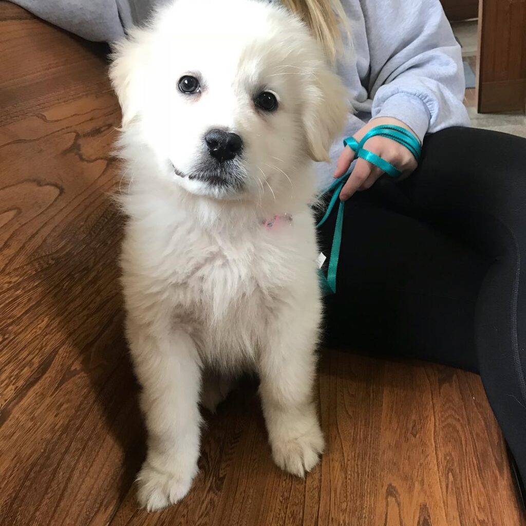 Bella | 11 weeks | Female