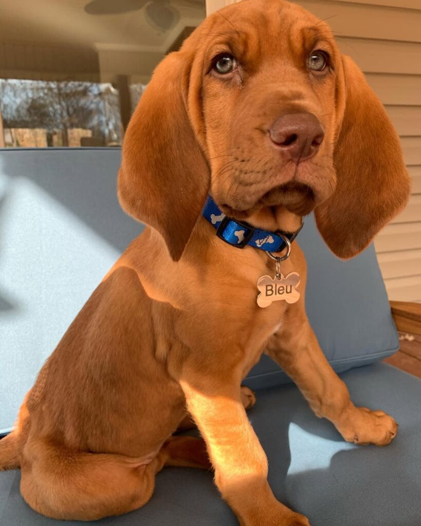 Bleu Berry | 10 weeks | Male