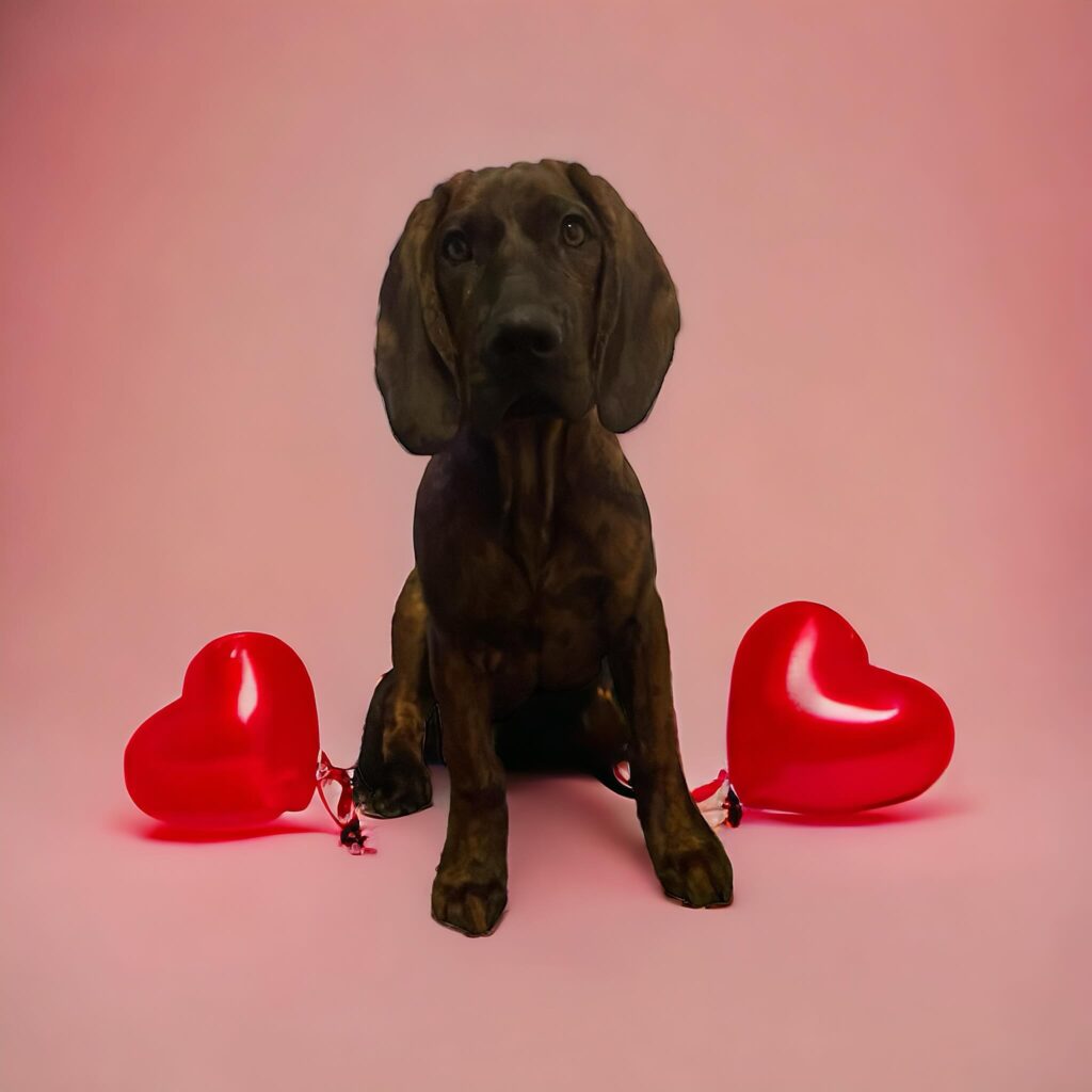 Bruno | 10 weeks | Male