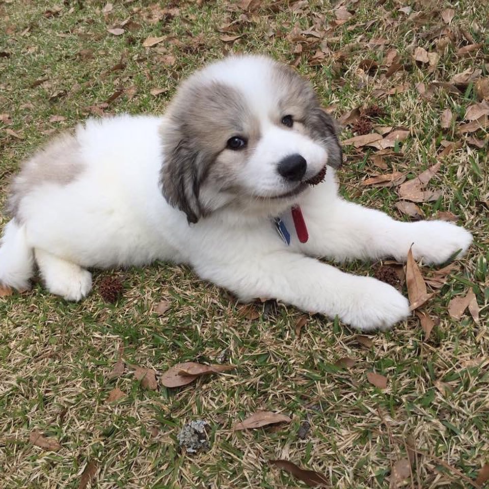 Buddy | 10 weeks | Male
