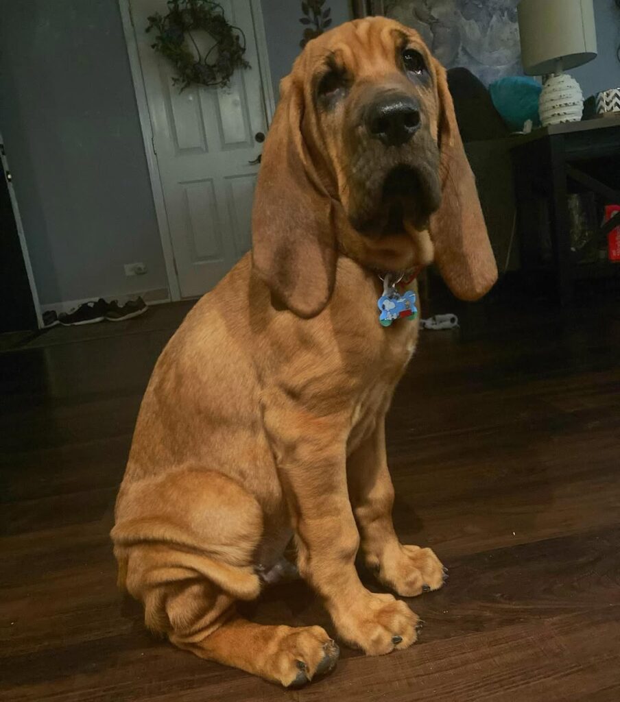 Cooper | 11 weeks | Male