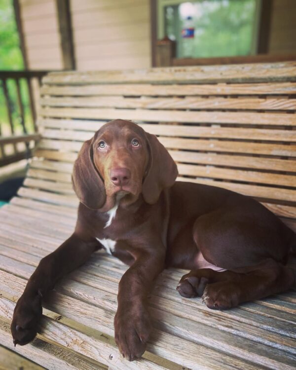 Jennifer | 10 weeks | Female