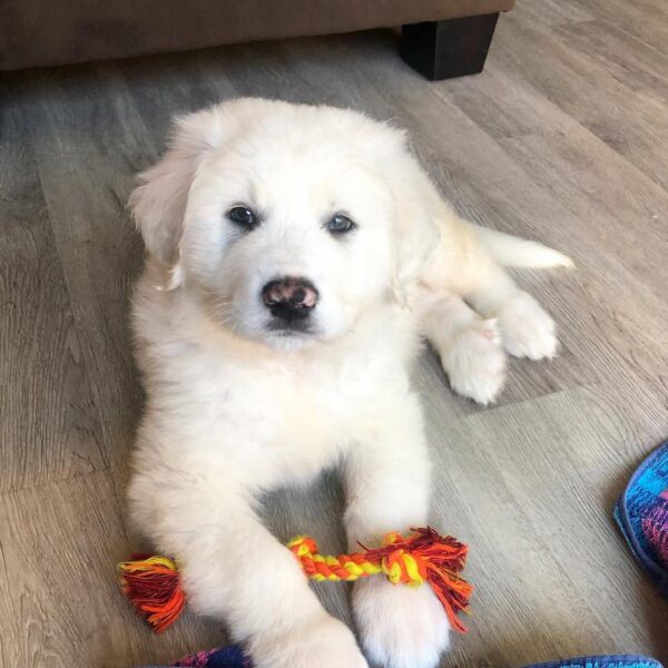 Leo | 10 weeks | Male