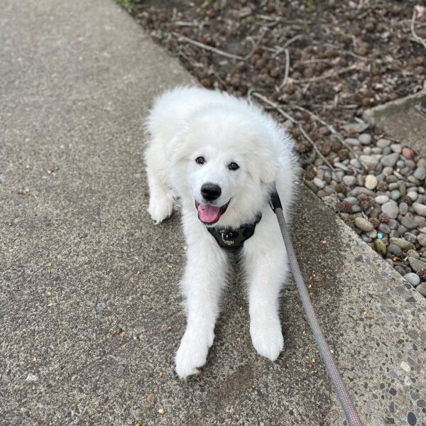 Lola | 10 weeks | Female