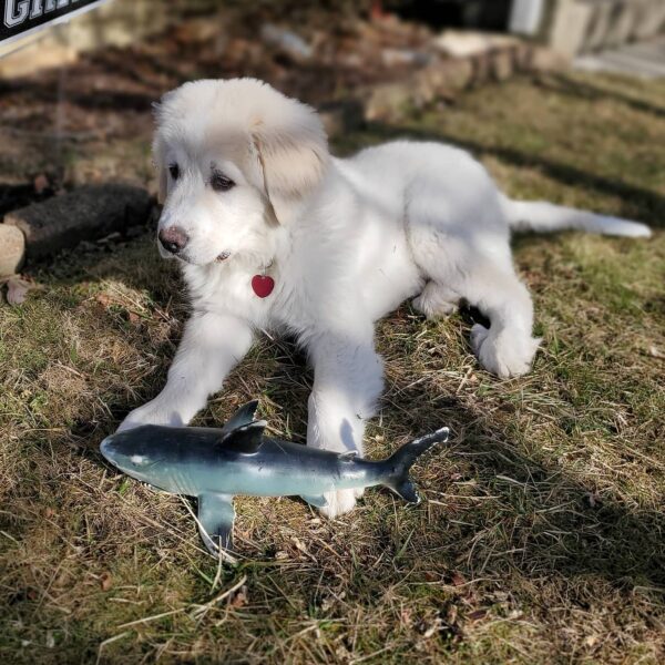 Milano | 11 weeks | Male