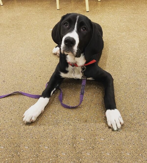 Pepper | 12 weeks | Female